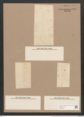 Pleurosigma balticum (Ehr.) W.Sm. (de-Toni-Nr.: Genus 13, Species 1063) Zeichnungen Sammlung Grunow Nr. 1915 (NHMW-BOT-W0369040)